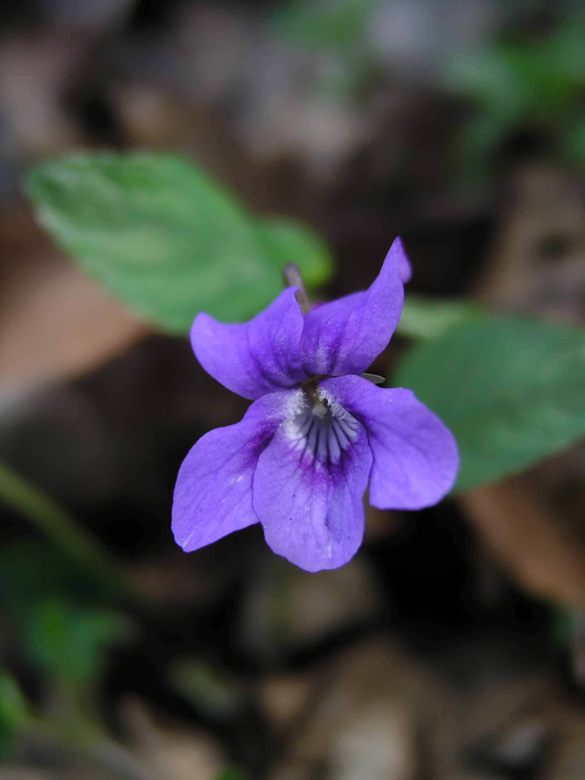 Viola reichenbachiana